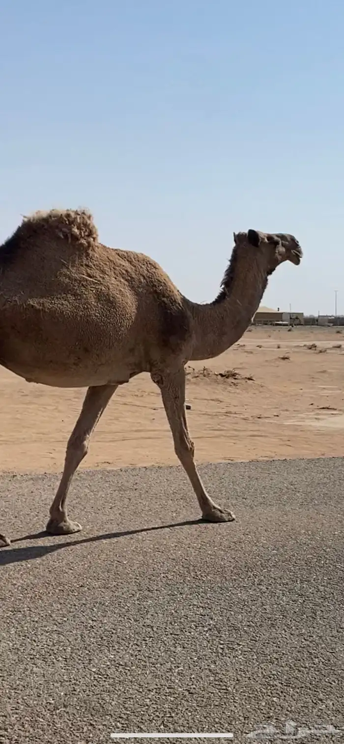 لقحات وجمل للبيع 3