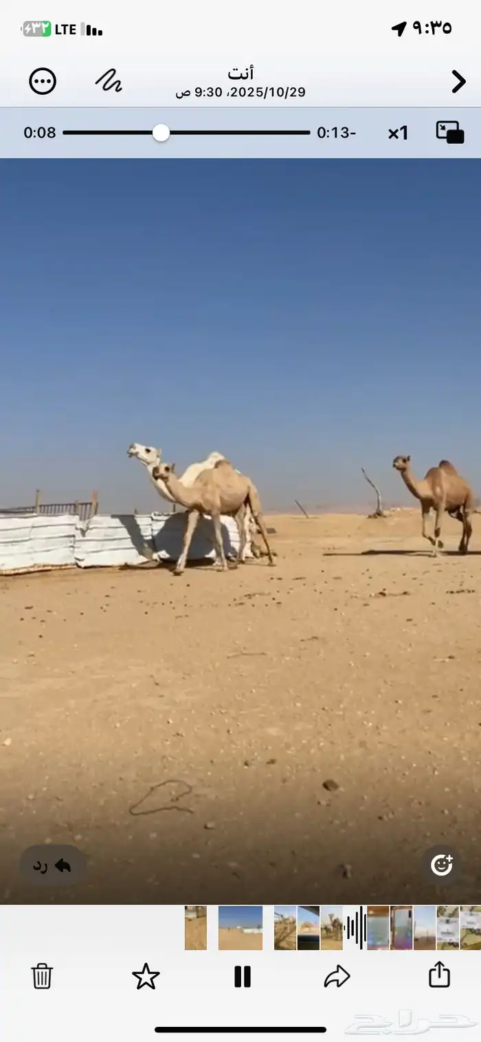 نياق للبيع جمله 0