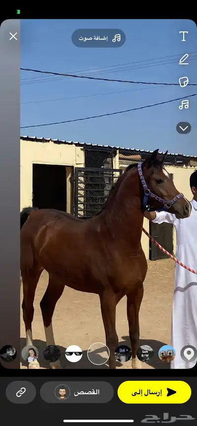 حصان عربي للبيع معسوف على الشرط index