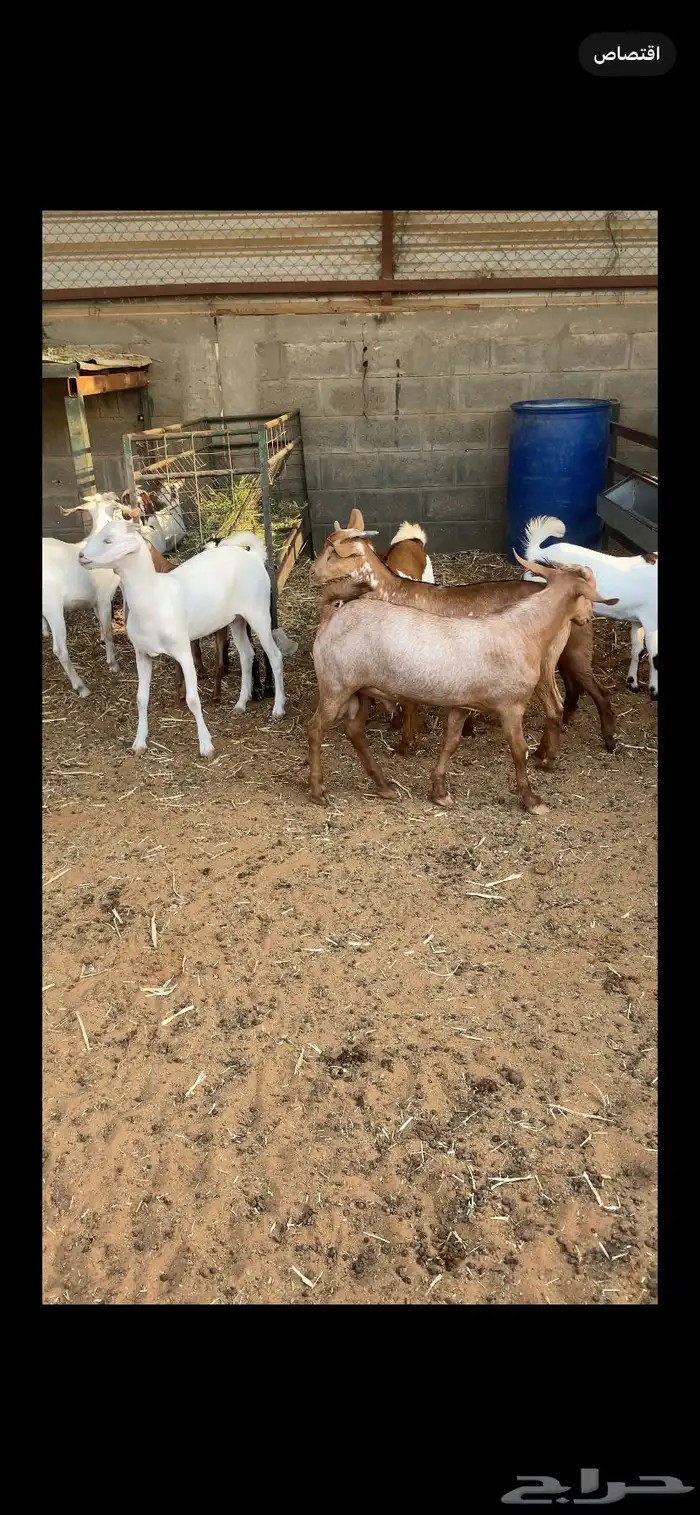 طليان نعيم وتيوس للبيع 2