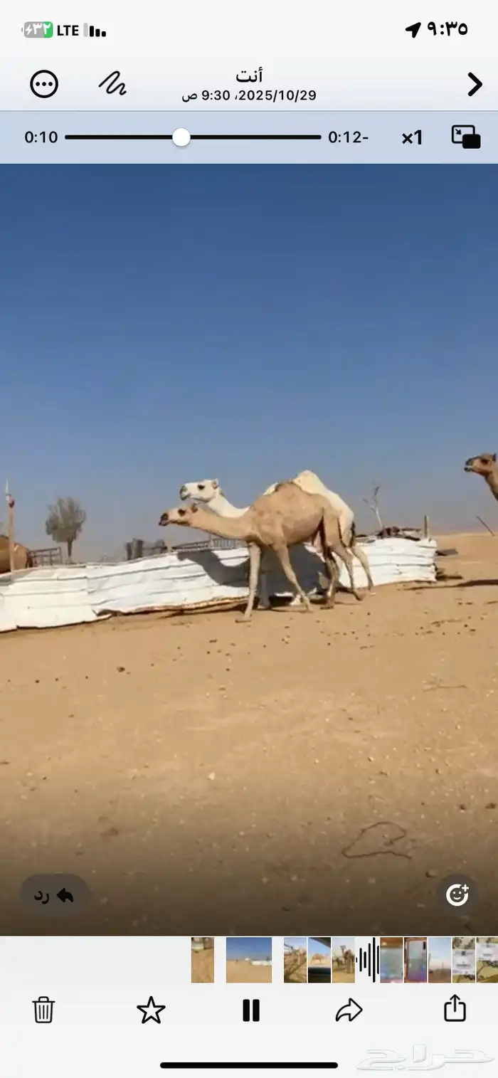 نياق للبيع جمله 1