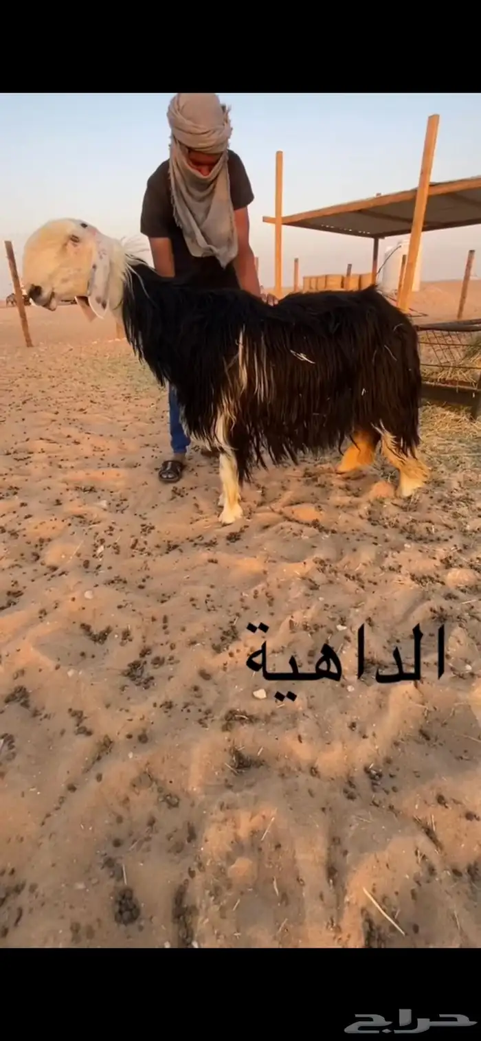 مشروع فحل نجدي 3