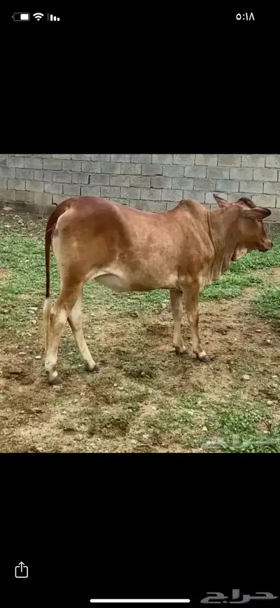 للبيع خبشه و تيس index