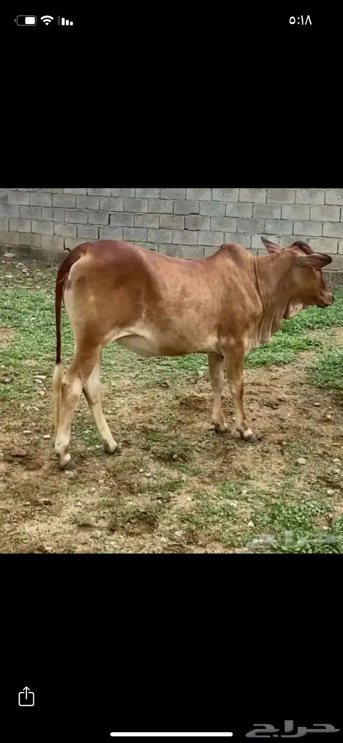 للبيع خبشه و تيس 1