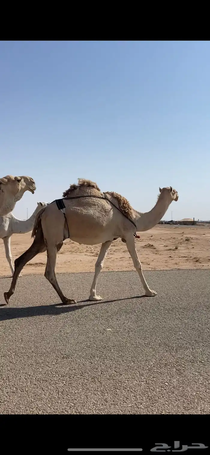 لقحات وجمل للبيع 1