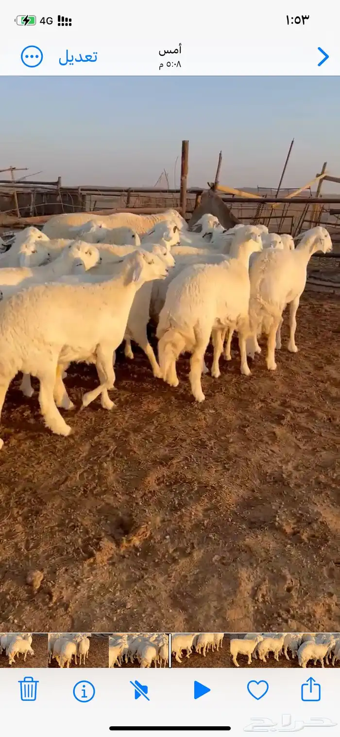 رخال حري مقاني 5