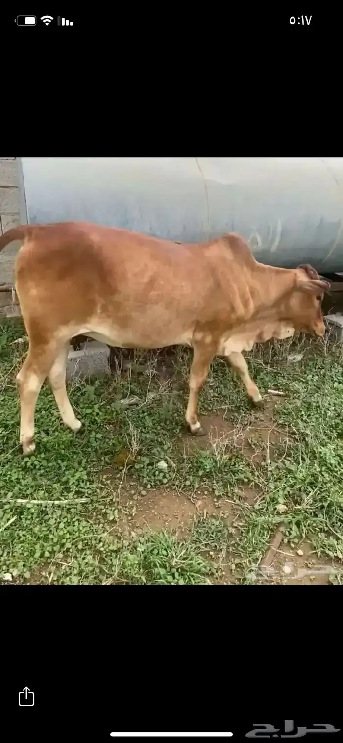 للبيع خبشه و تيس 0