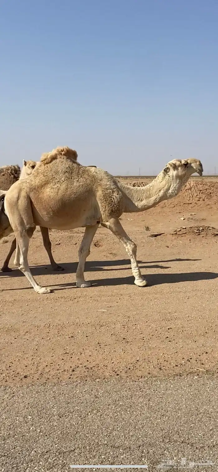 لقحات وجمل للبيع 4