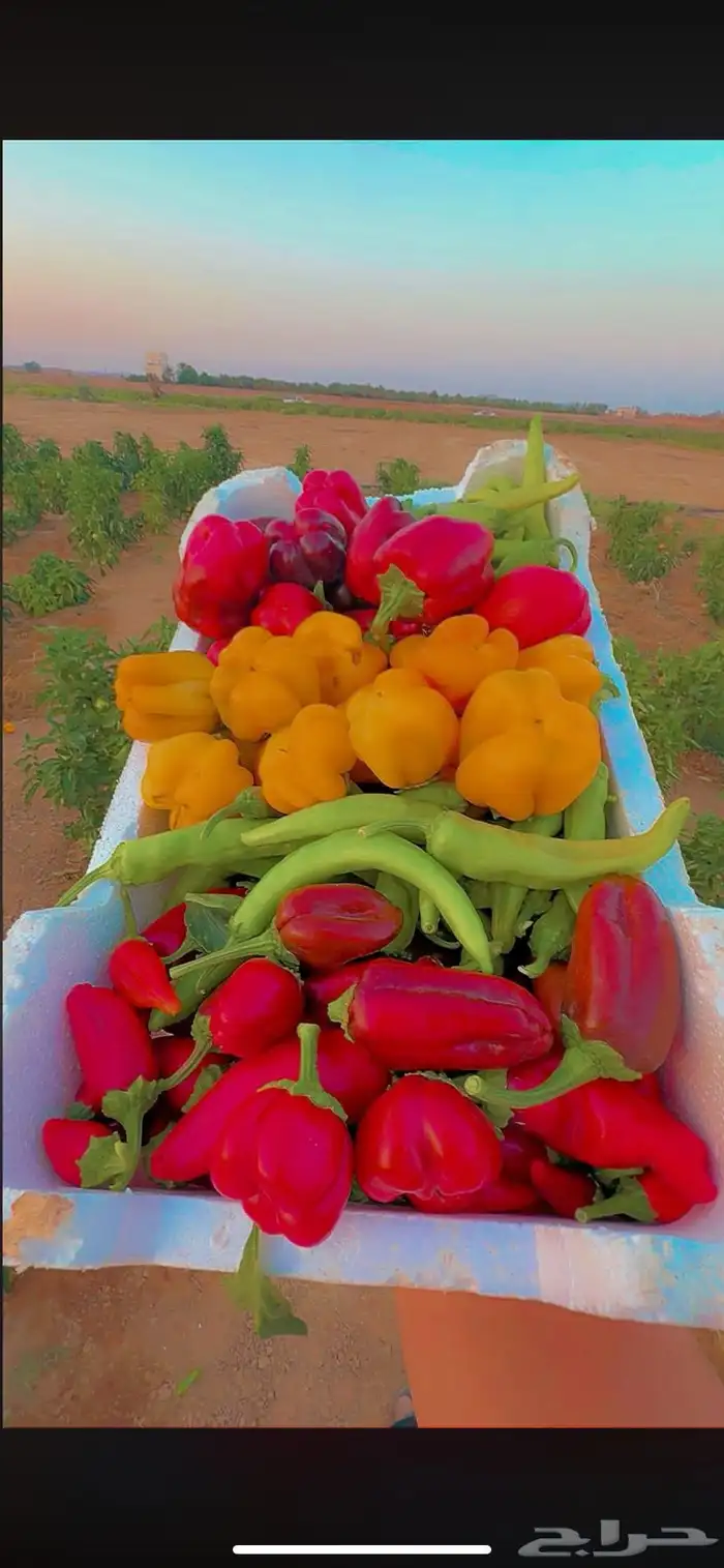 بيتنجان وفلفل رومي 0