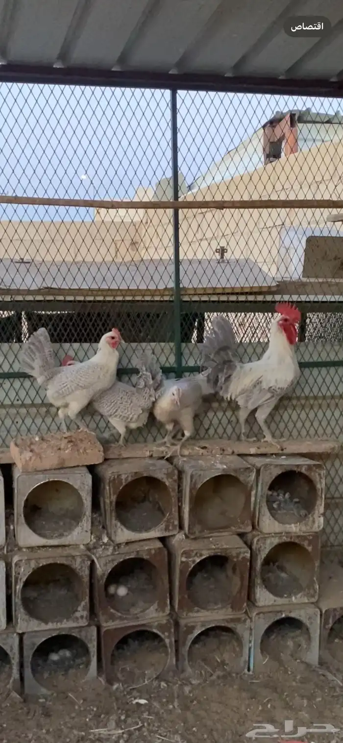 دجاج فيومي ألمنيوم 0