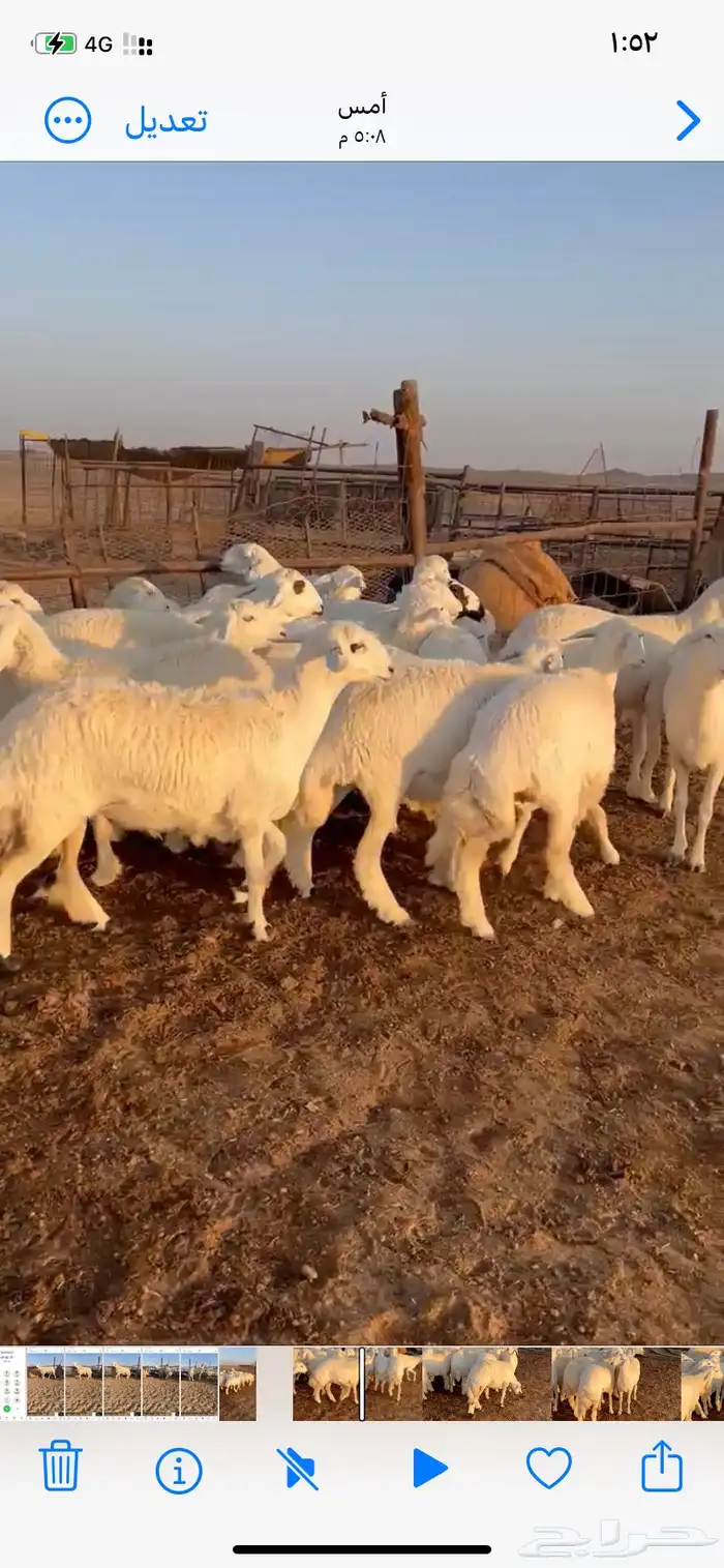 رخال حري مقاني 7