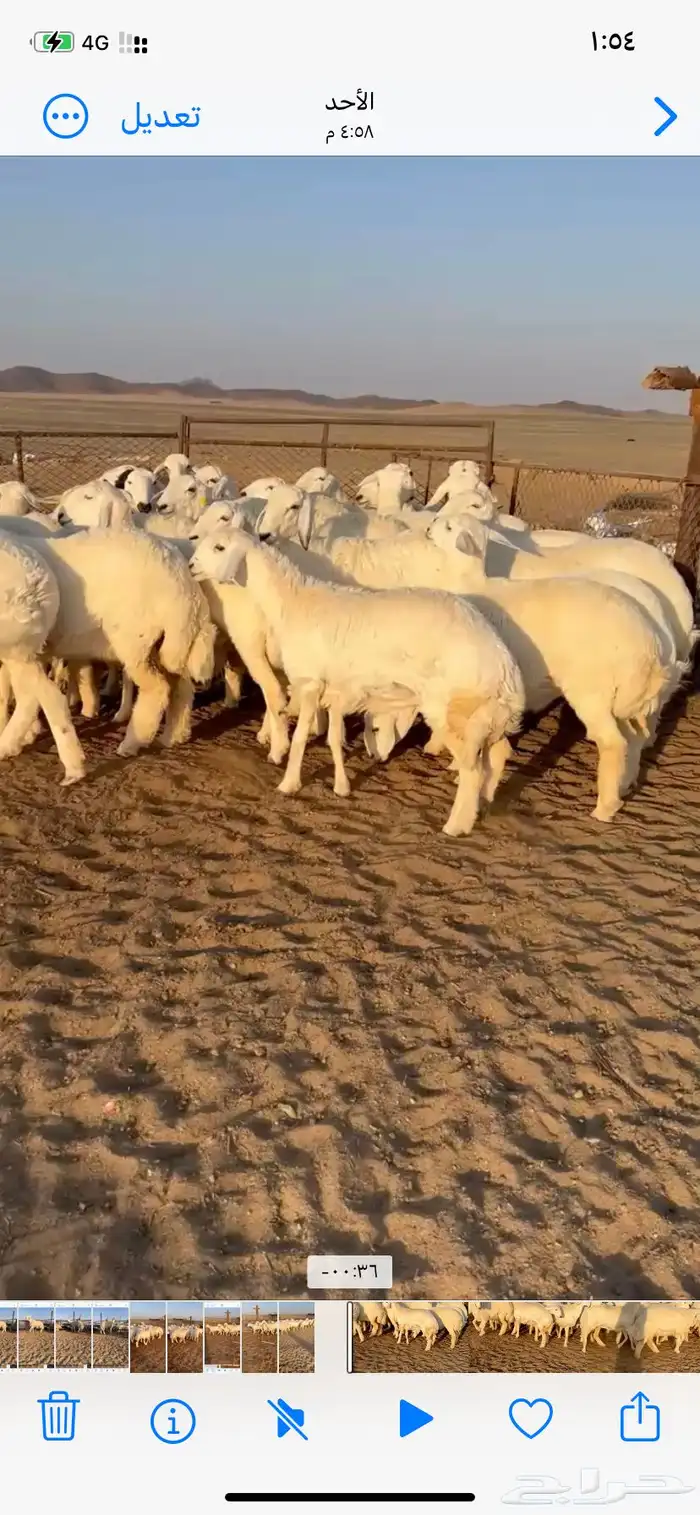 رخال حري مقاني 1