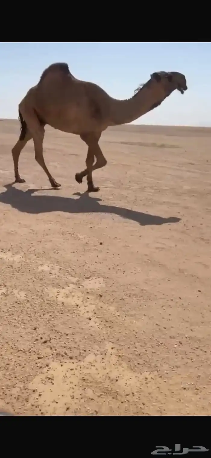 للبيع القعود الصفر الدبياني 0