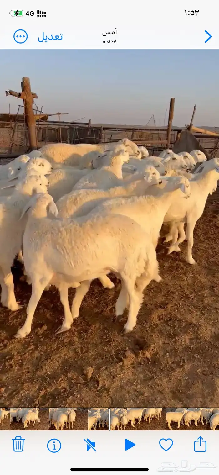 غنم مقاني صنف 6