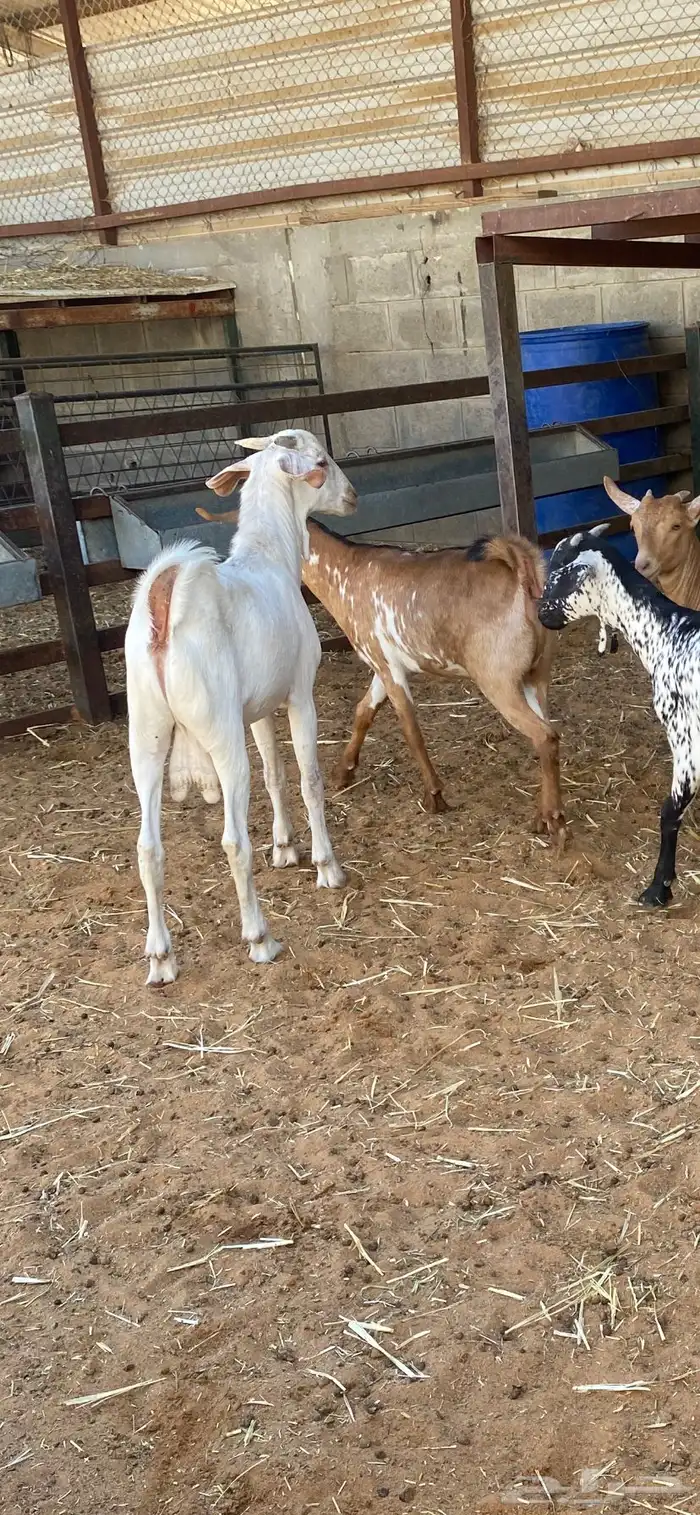 طليان نعيم وتيوس للبيع 3