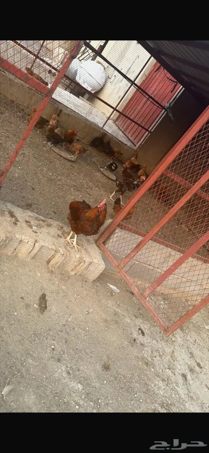 دجاج للبيع فرنسي احمر بيور باكستاني سلالة ابو ريتاج دم صاف 0