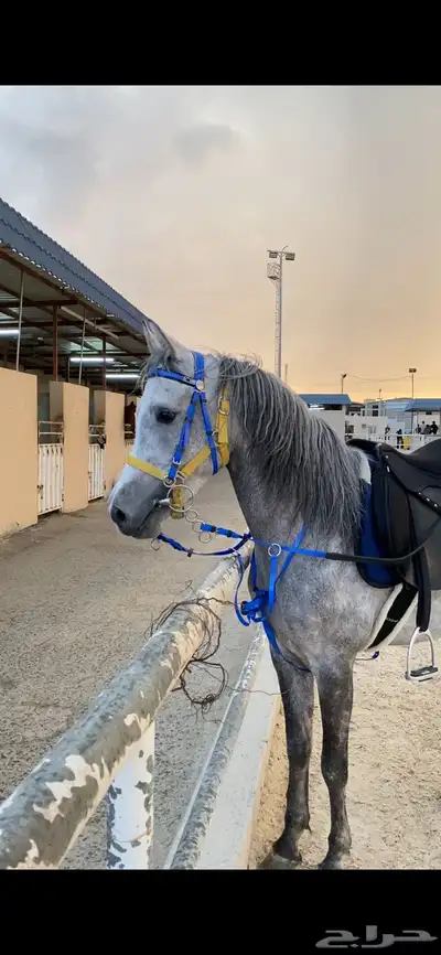 حصان عربي شعبي index