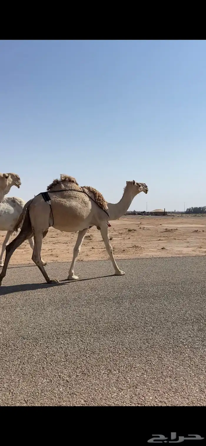 لقحات وجمل للبيع 2