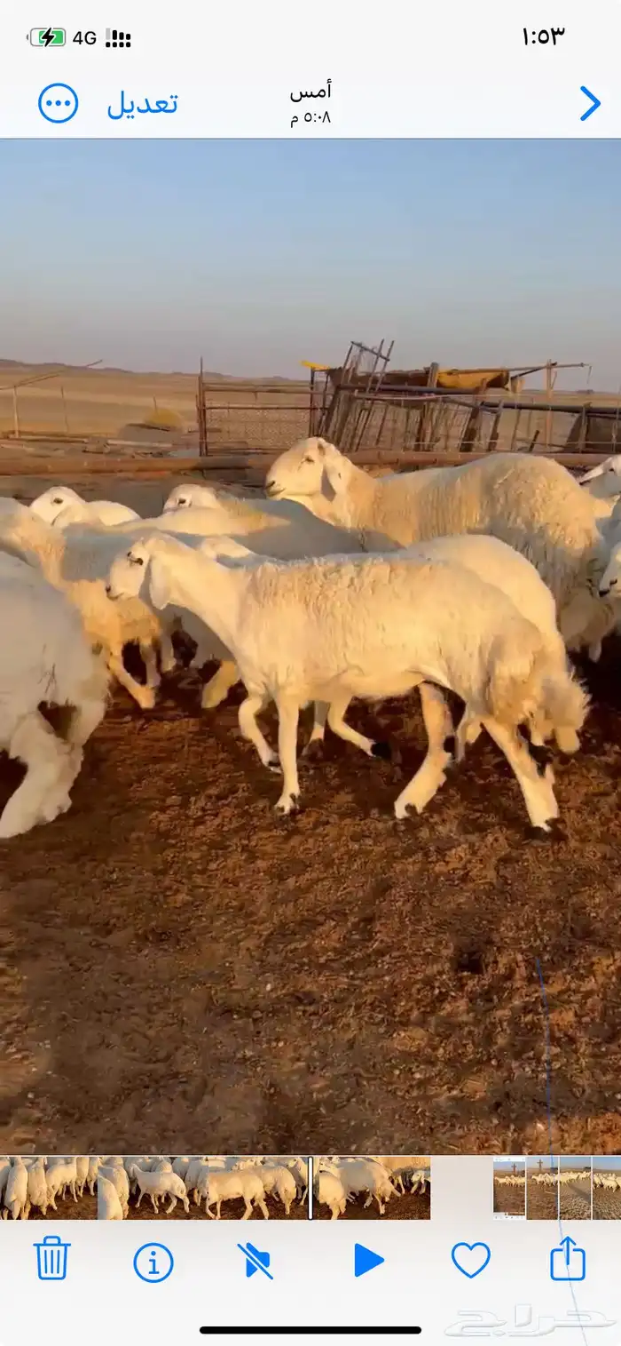 غنم مقاني صنف 2