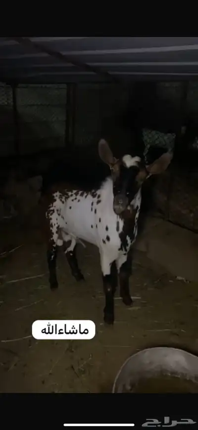 للبيع خبشه و تيس index