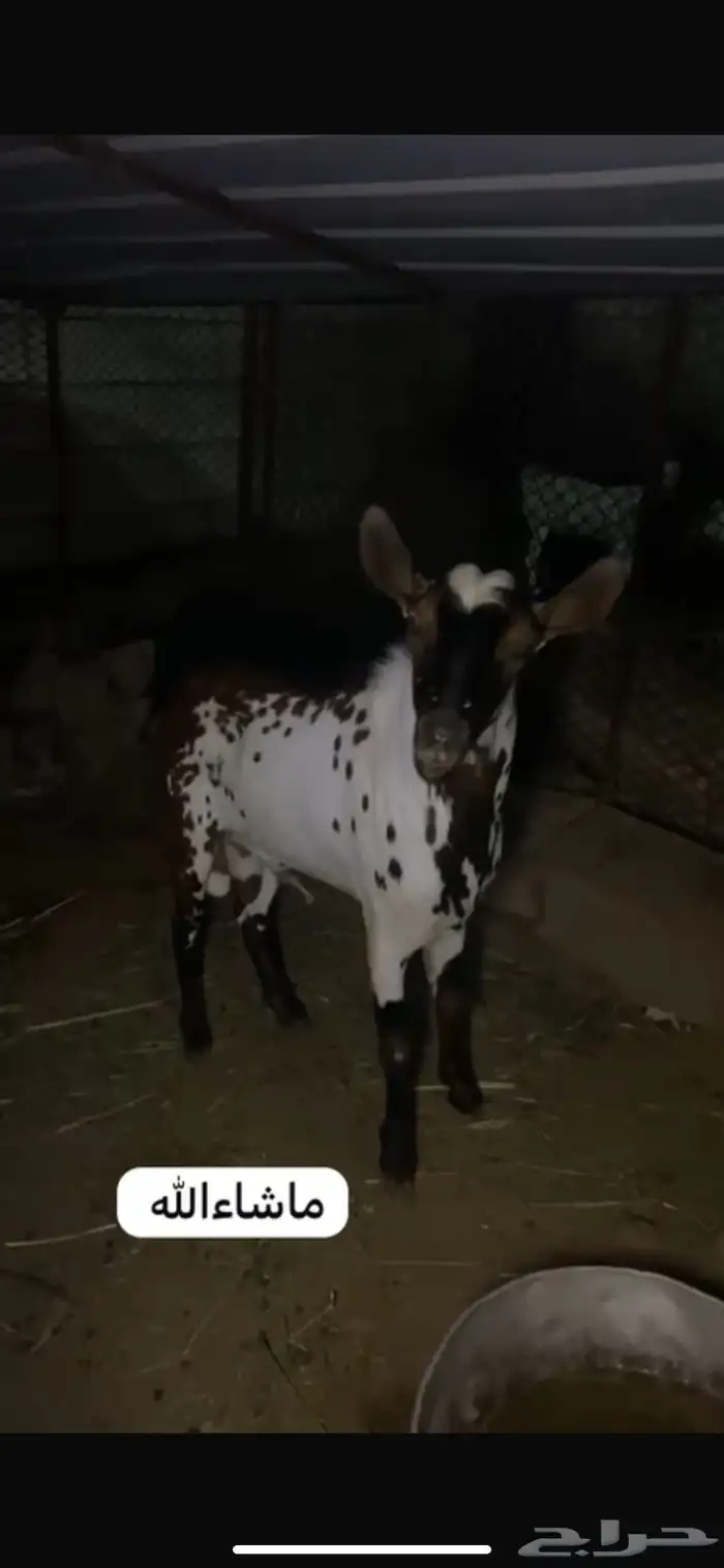 للبيع خبشه و تيس 2