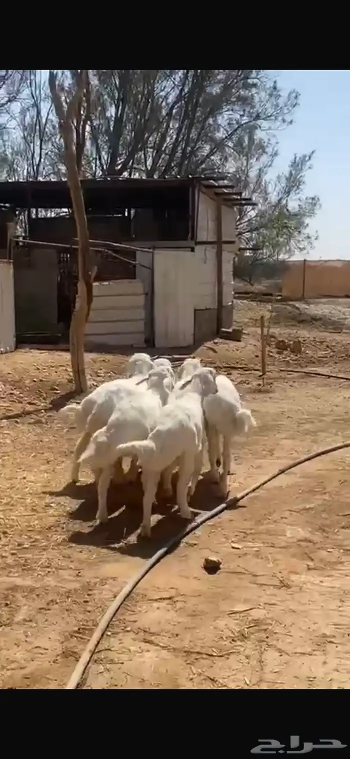 6 خر فان حري للبيع نظيفة 2