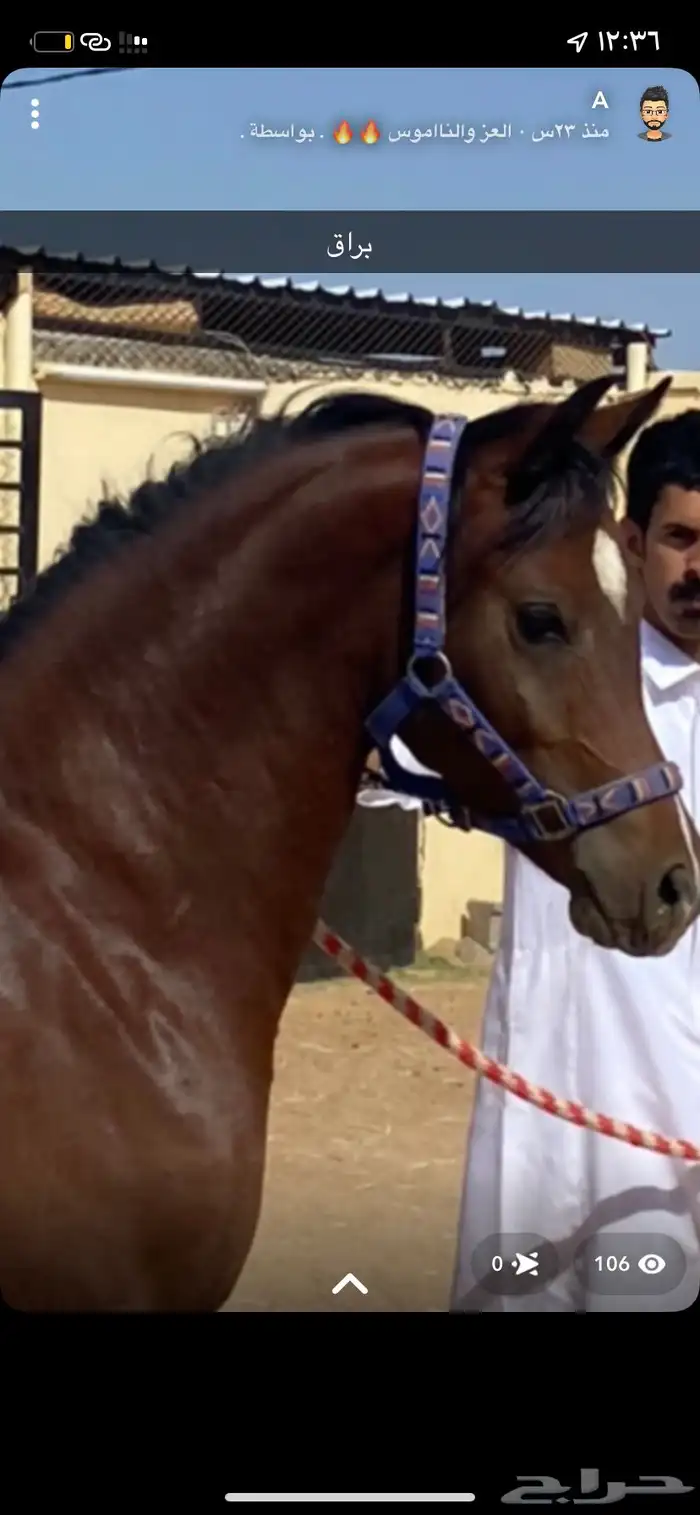 حصان عربي للبيع معسوف على الشرط 1