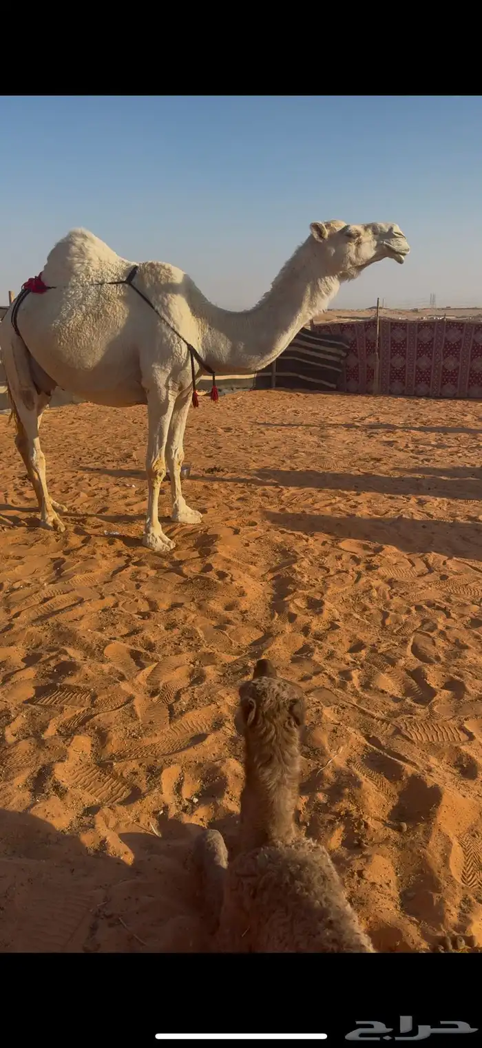 خلفه وضحى حدرها بكره 3