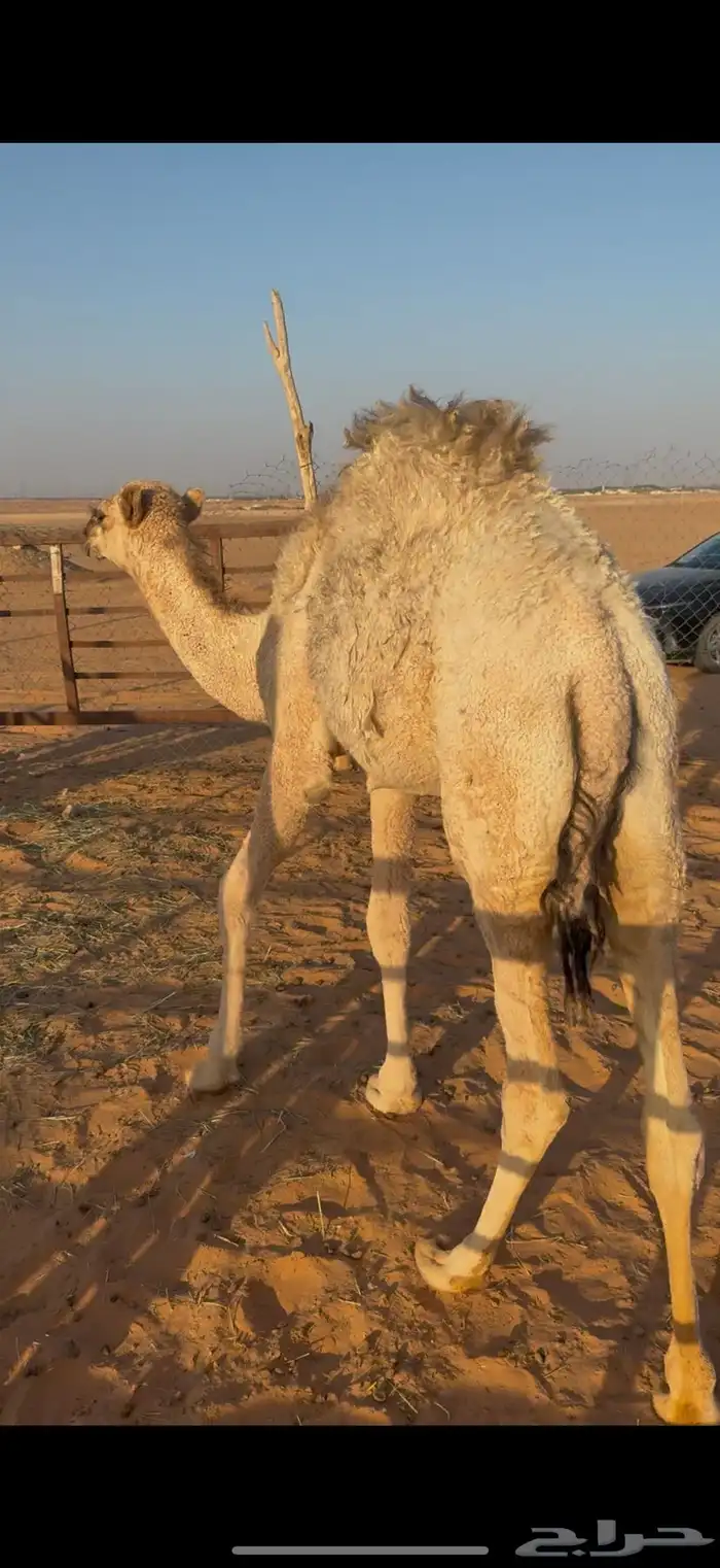 بكره للبيع قصب العمر 8 شهور والبيع سمح موقع الرحمانيه الخرج 2