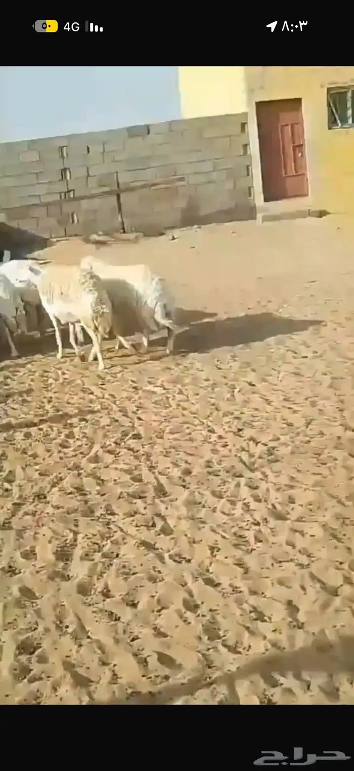 غنم حريات عددها 21 بالفحل فيها دفيع وبعضها توها مقرعه 3
