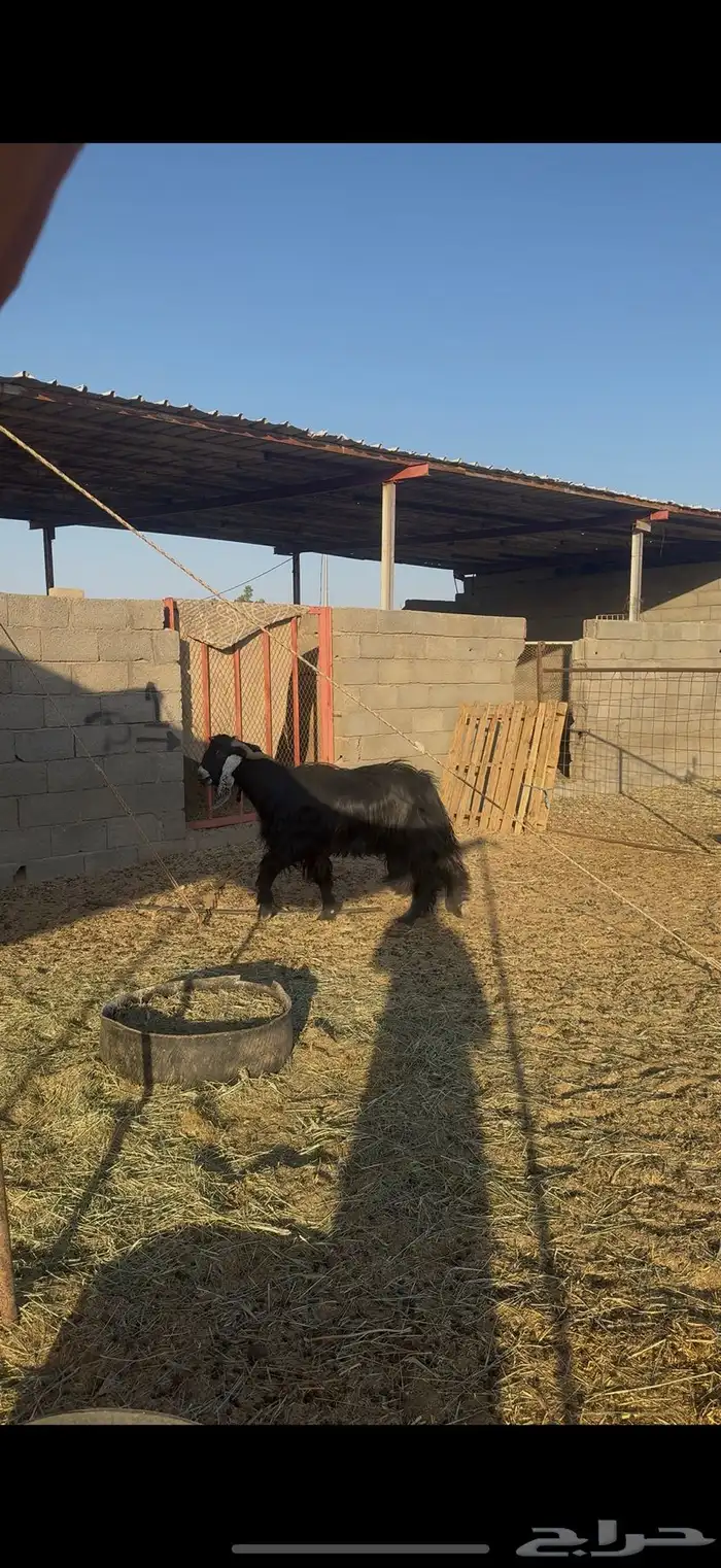 تيس فحل عارضي كفو 2