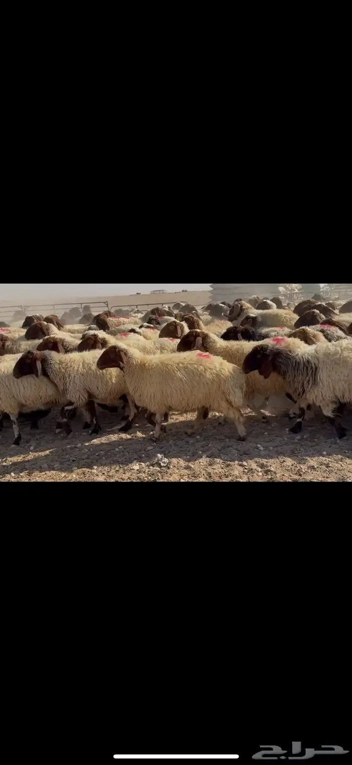 غنم نعيم دفيع شرط 6