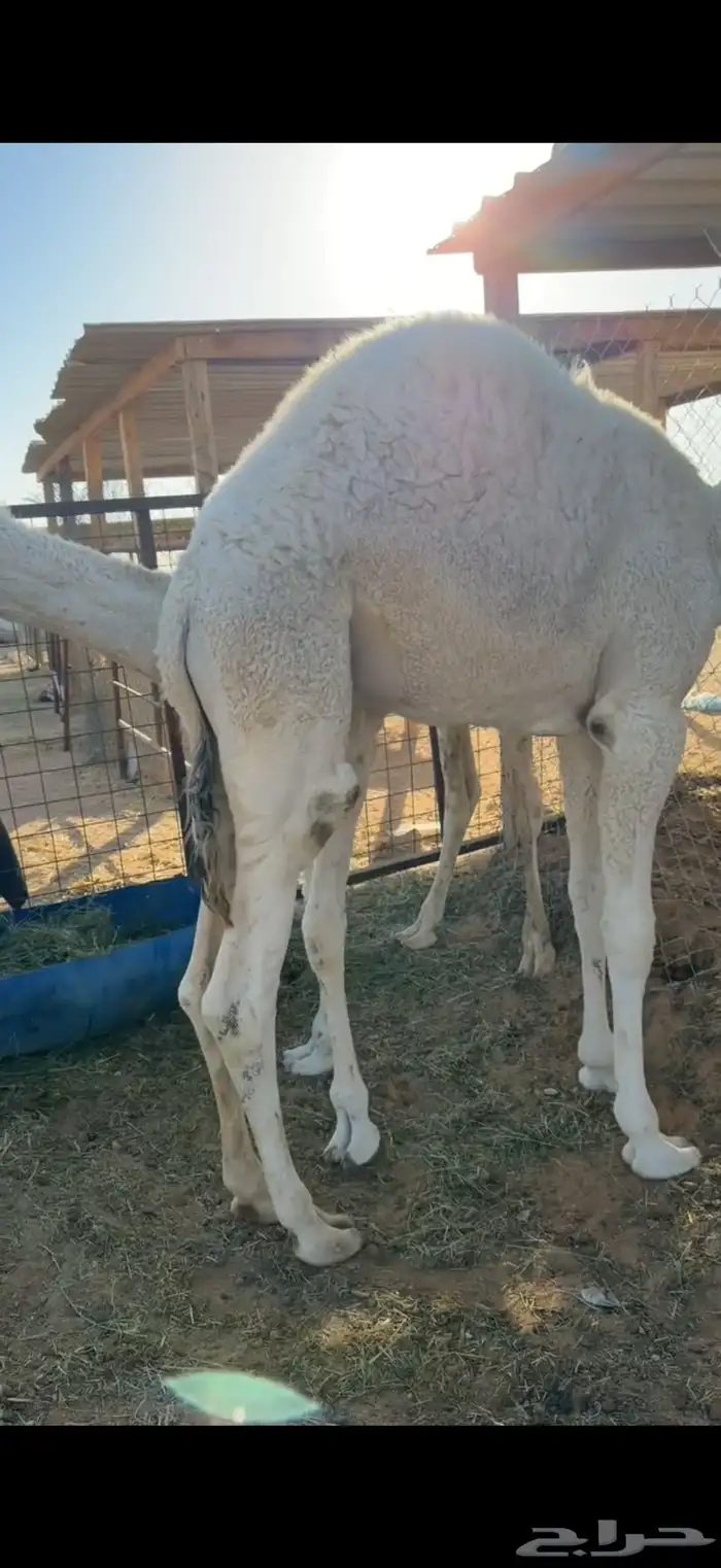 حشو قصب العدد 2 0