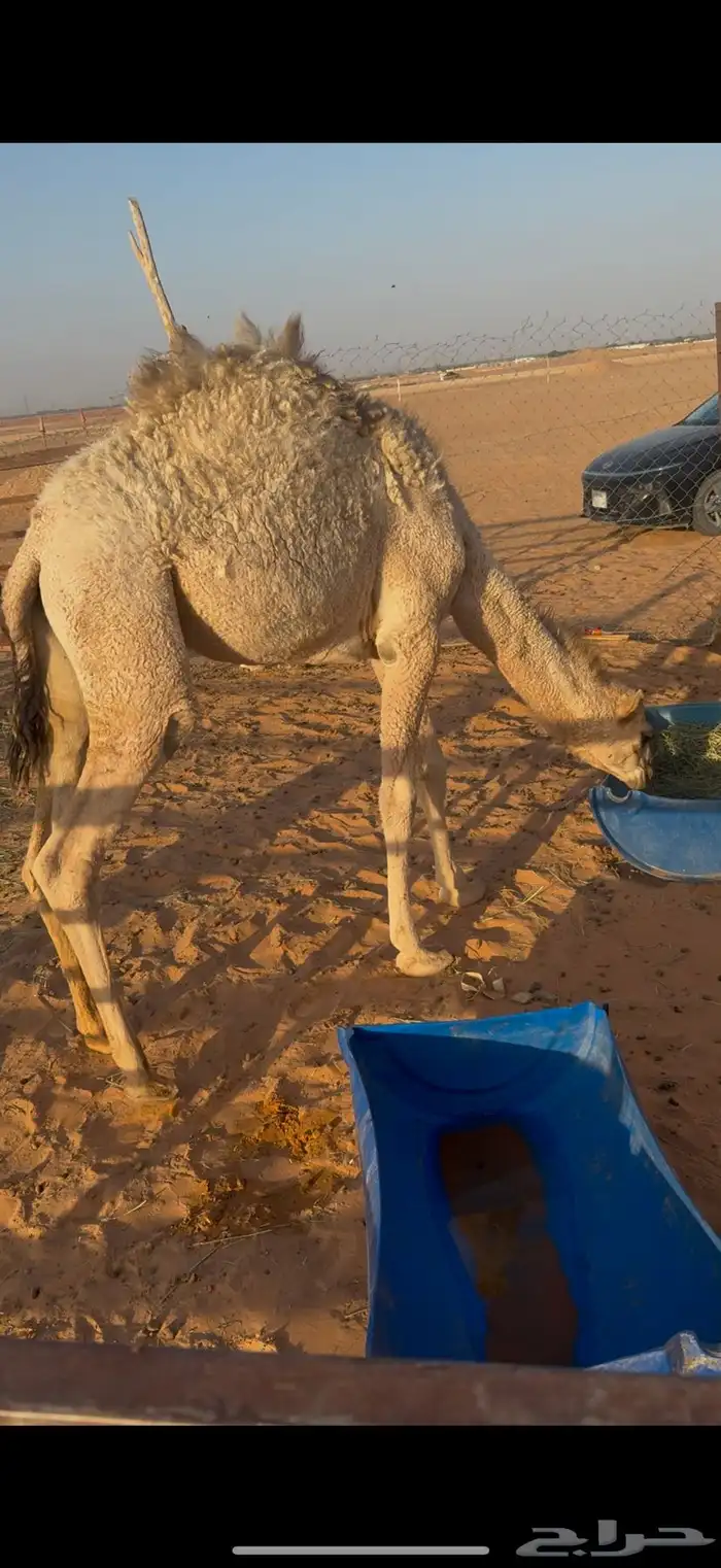 بكره للبيع قصب العمر 8 شهور والبيع سمح موقع الرحمانيه الخرج 0