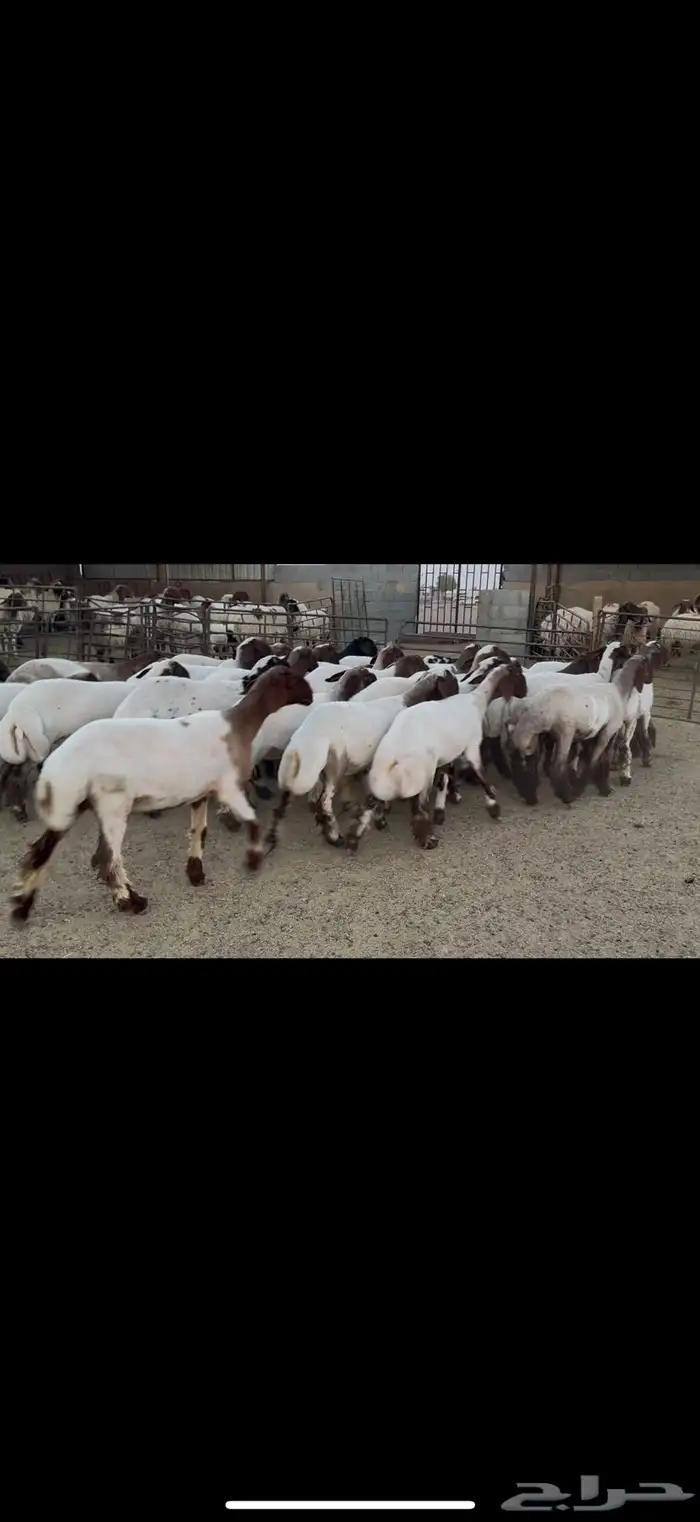 جذعات نعيم مقاني 3