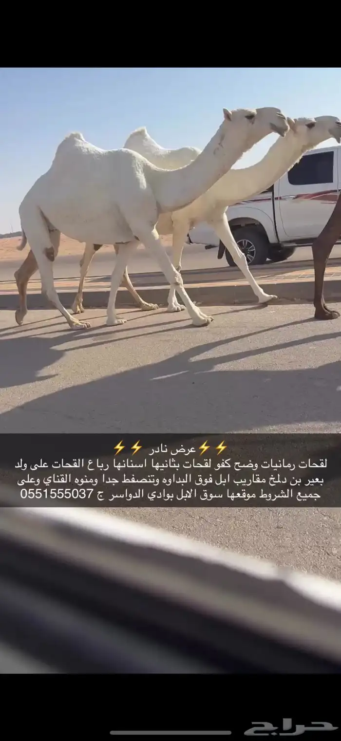 لقحات وضح كفو 1