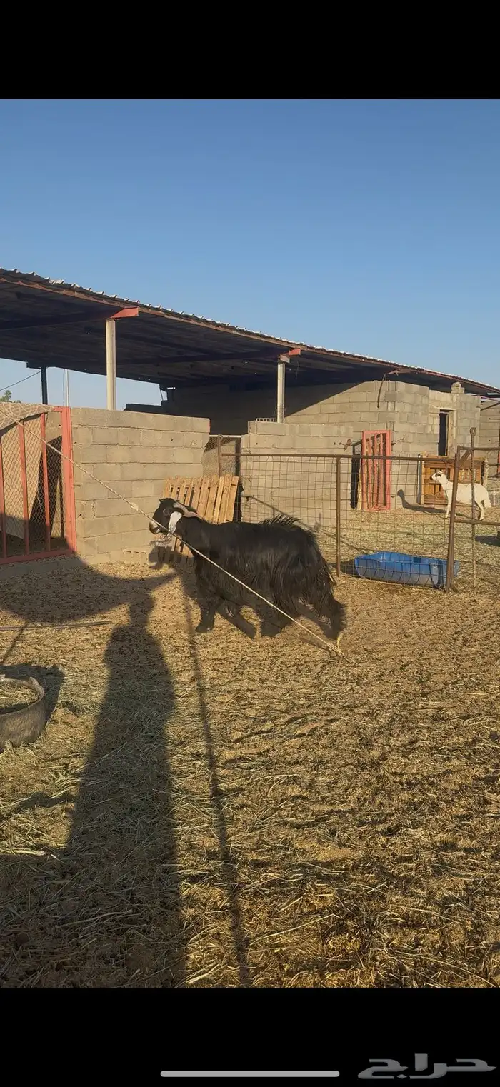 تيس فحل عارضي كفو 1