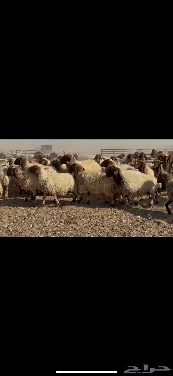 غنم نعيم دفيع شرط 5