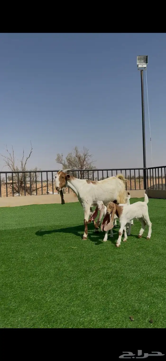 عنز مشروكه معها 3 0