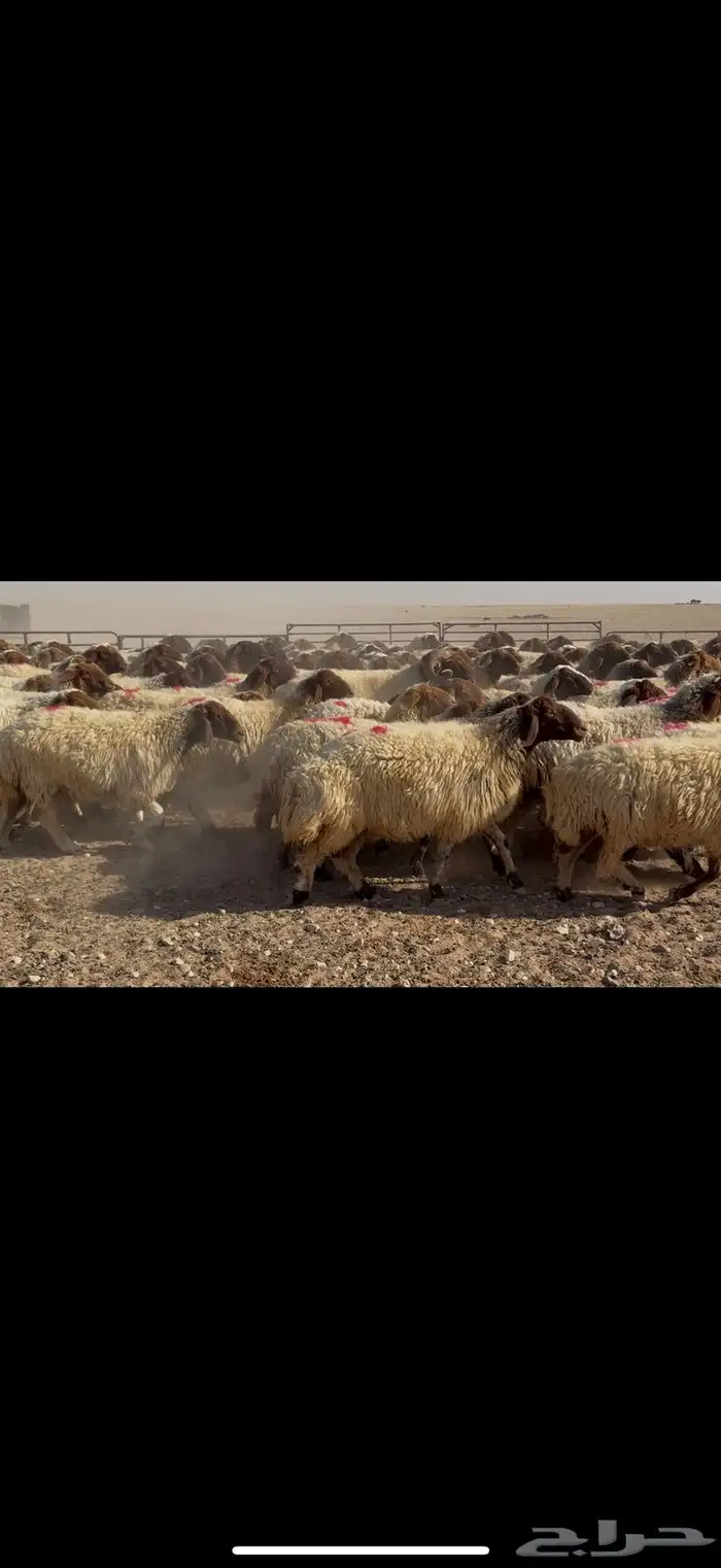 غنم نعيم دفيع شرط 0