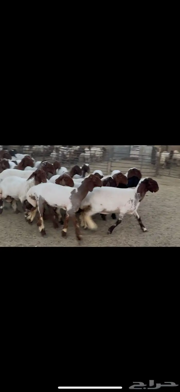 جذعات نعيم مقاني 2