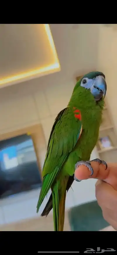 هانز مكاو (ميني مكاو) index