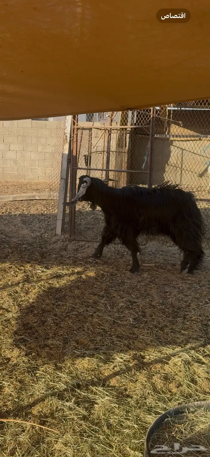 تيس فحل عارضي كفو 0