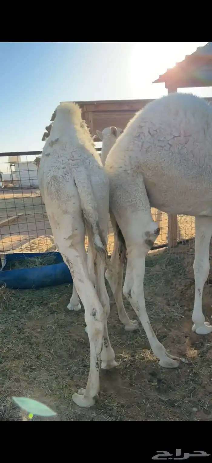 حشو قصب العدد 2 3