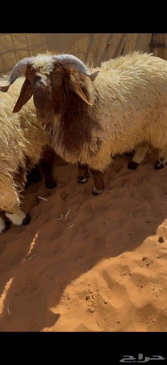 طليان نعيم جذعان بلدي جبرها للمناسبات او الثلاجات 2