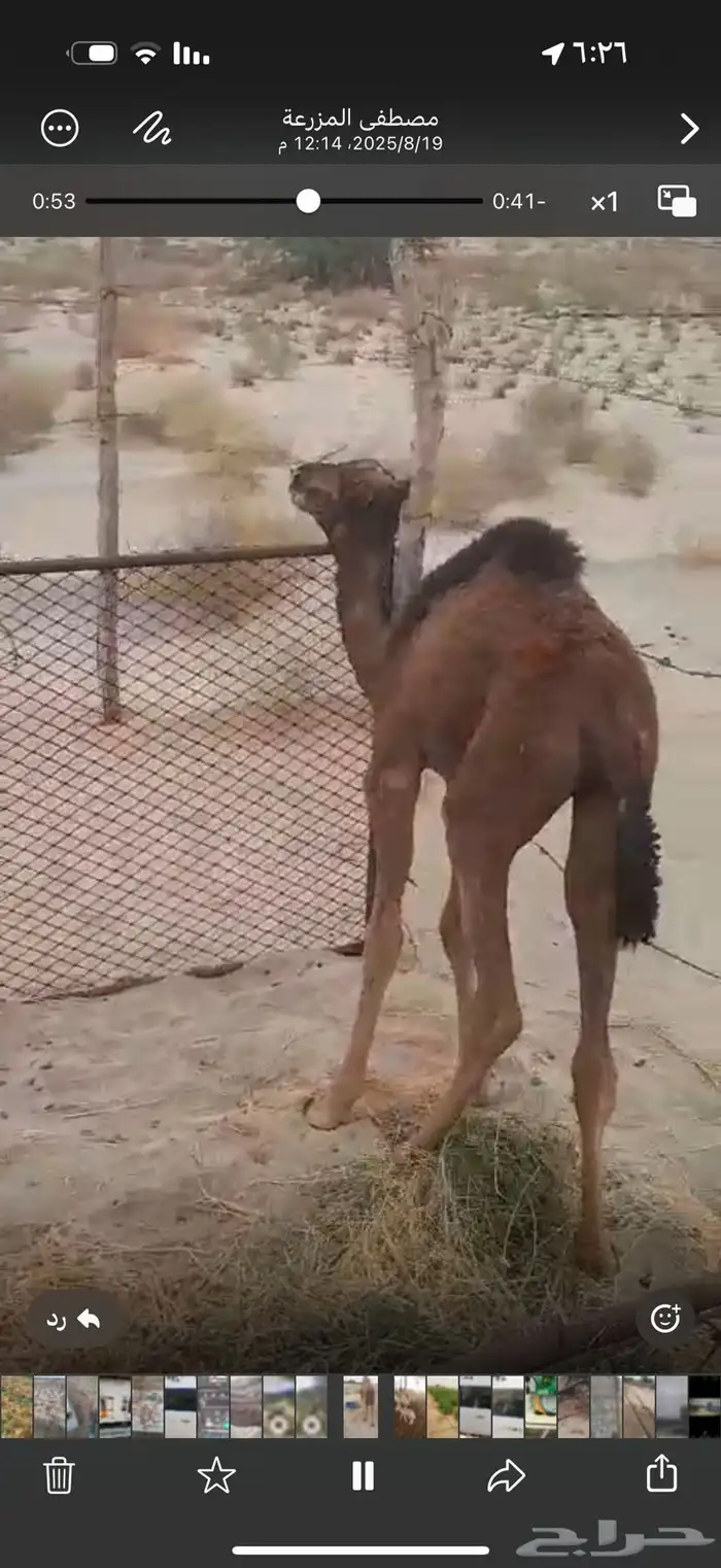 خلفة ساحلية تحتها بكره حمراء 1