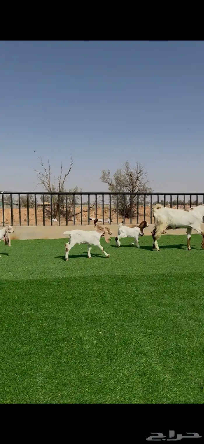 عنز مشروكه معها 3 2