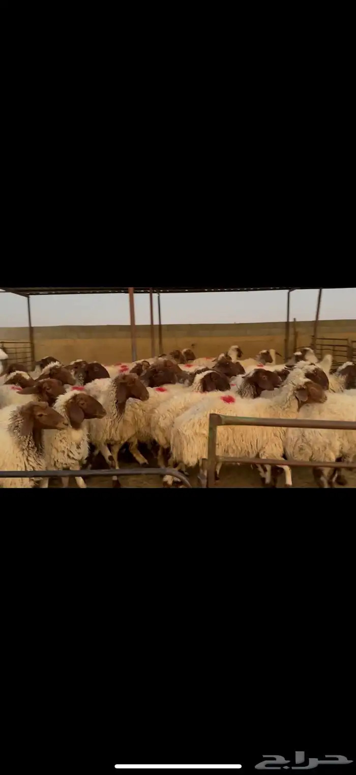 غنم نعيم دفيع 6