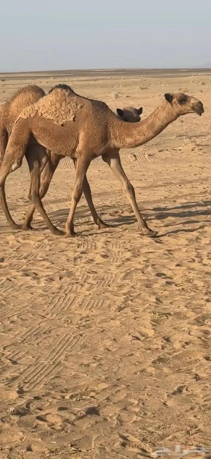 حواره شعلا على طياحان ابن وديد 0