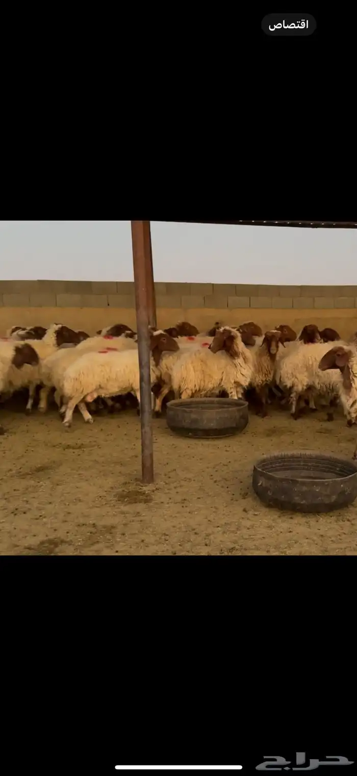 غنم نعيم دفيع 1